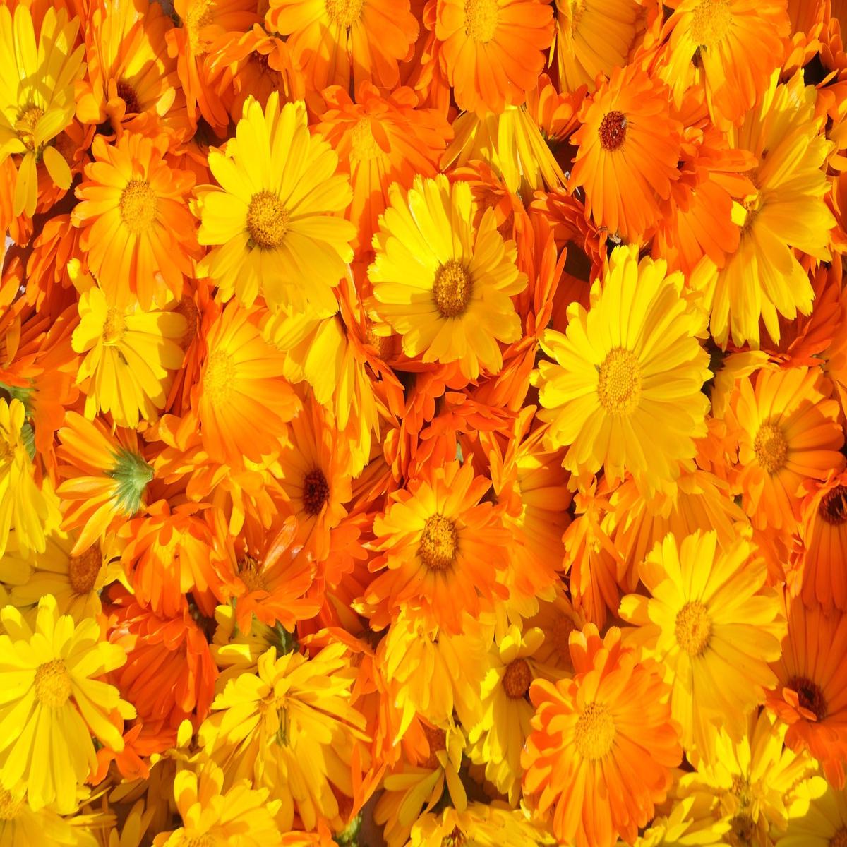Calendula Wildflower Seed
