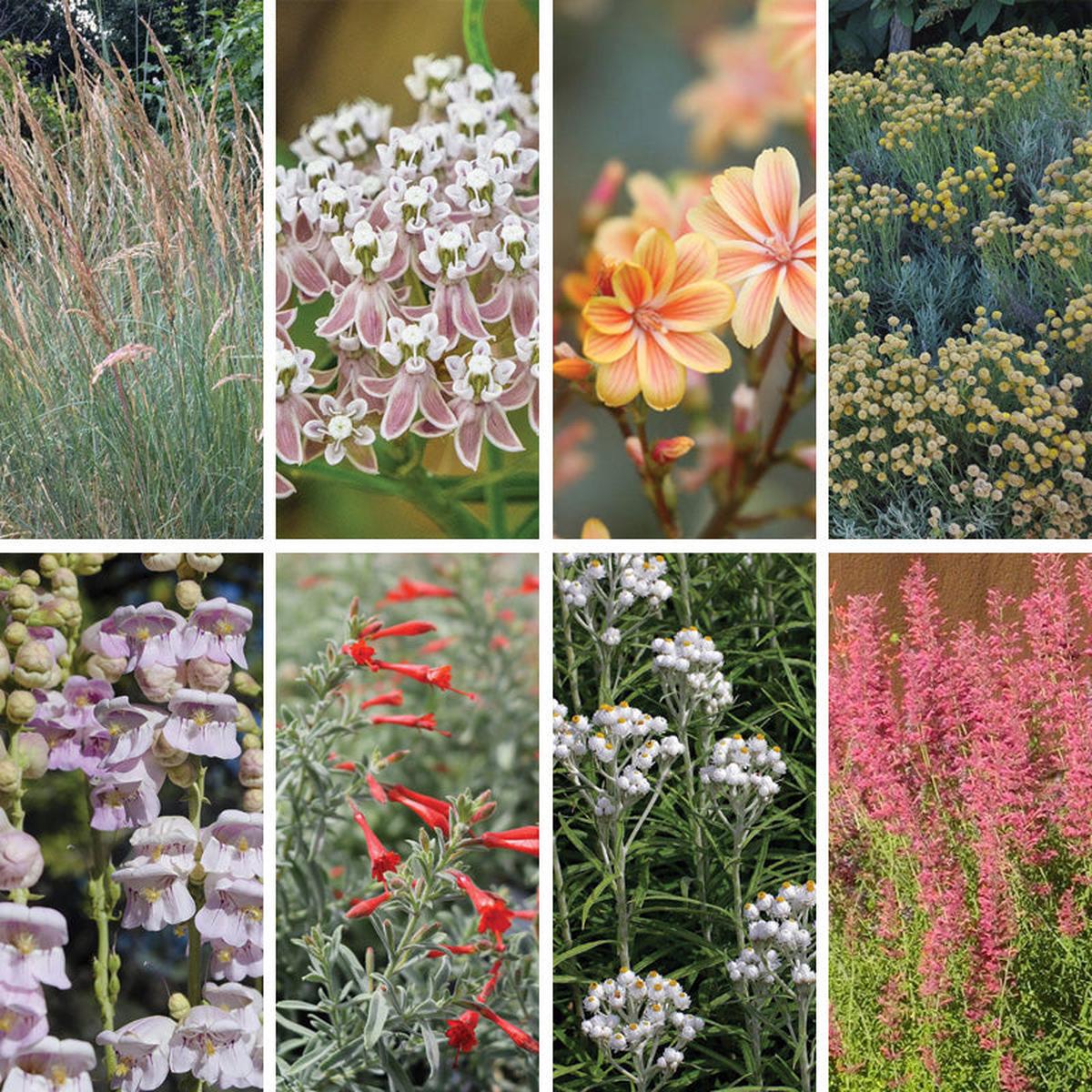 California Perennial Collection