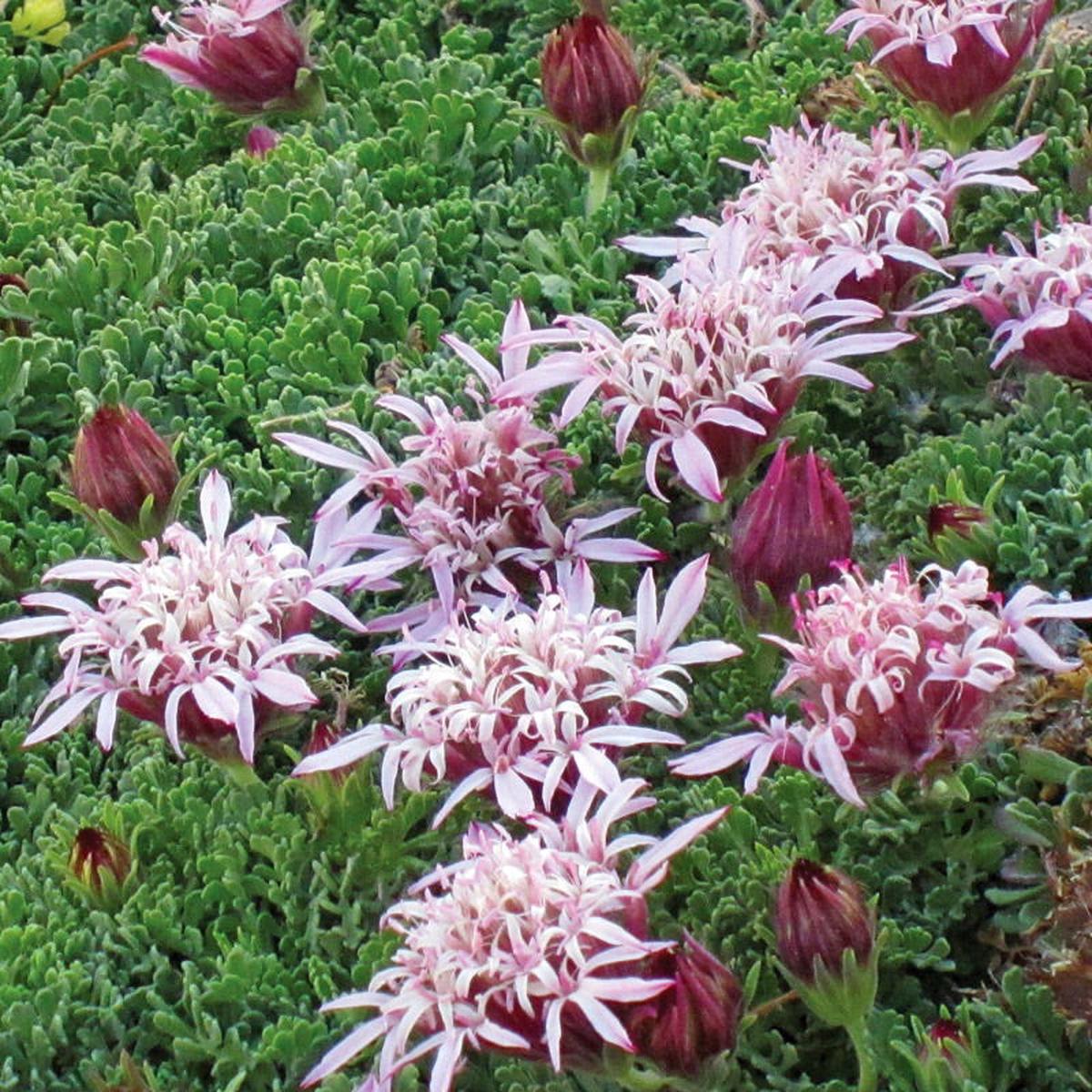 Carpeting Pincushion Flower (Pterocephalus)