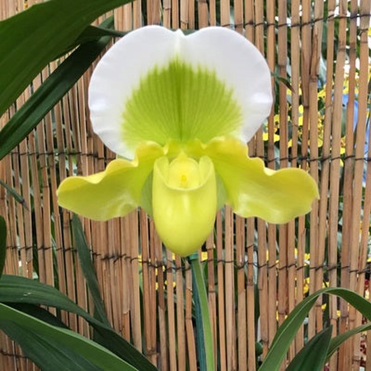 Complex Paph. Green (OPEN BLOOM - 5.5" Pot)