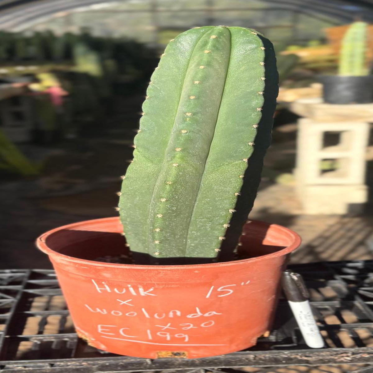 #EC199 EXACT Trichocereus Scopulicola Hulk X Scop Woolunda Cactus 15