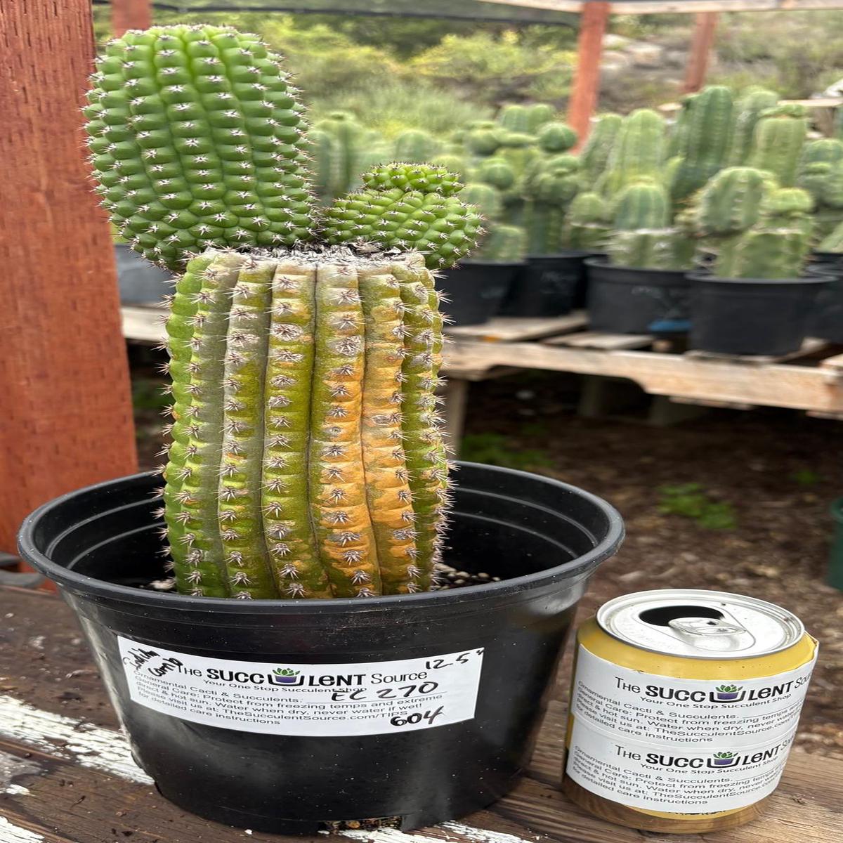 #EC270 EXACT Trichocereus Brevispinulosus Indian Comb Cactus 12.5