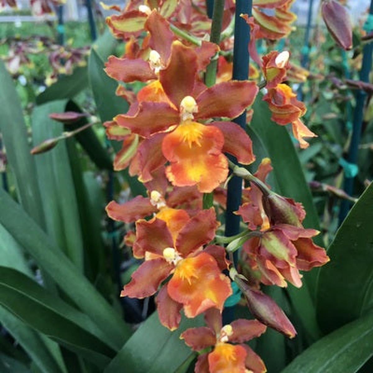 Odcdm. Catatante 'Orange Kiss' (Single Spike)