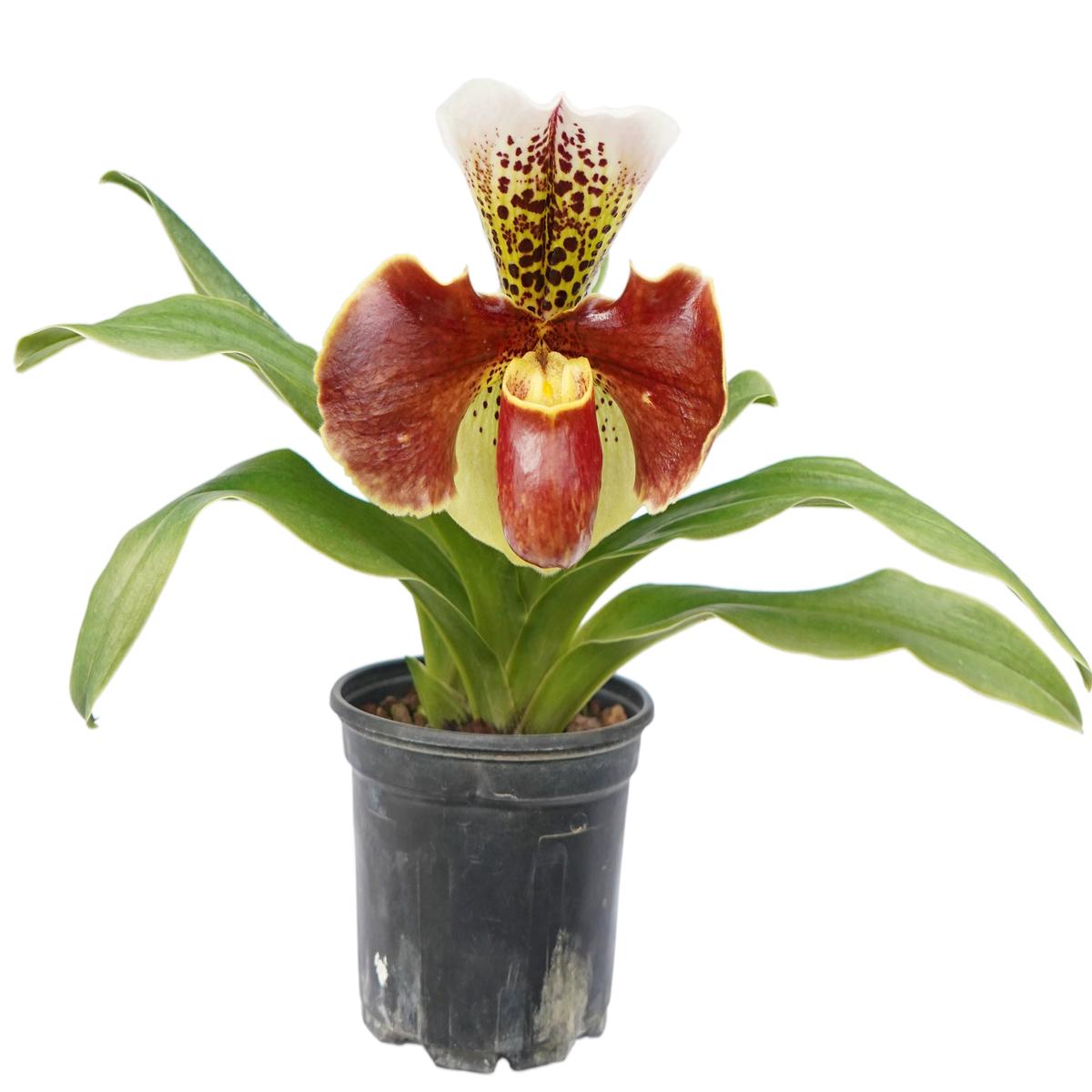 Paphiopedilum Cocoa Motto Kitty x Paph. Cocoa Kimura Sholt