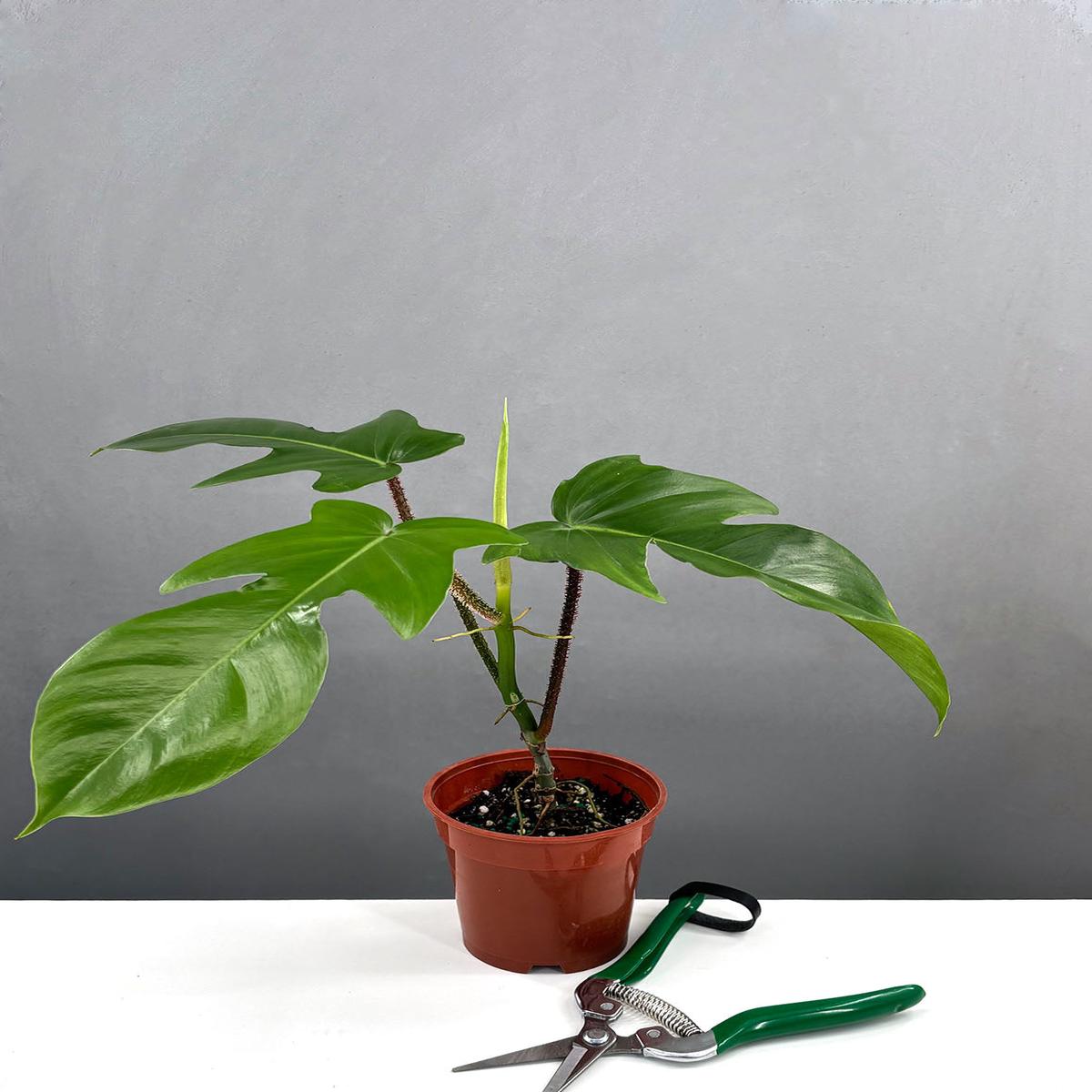 Philodendron Squamiferum