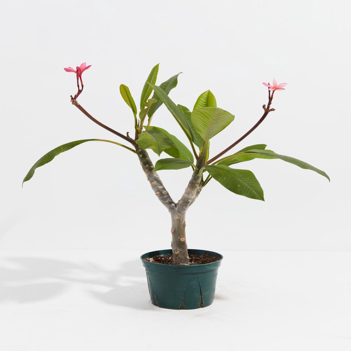 Plumeria Tree