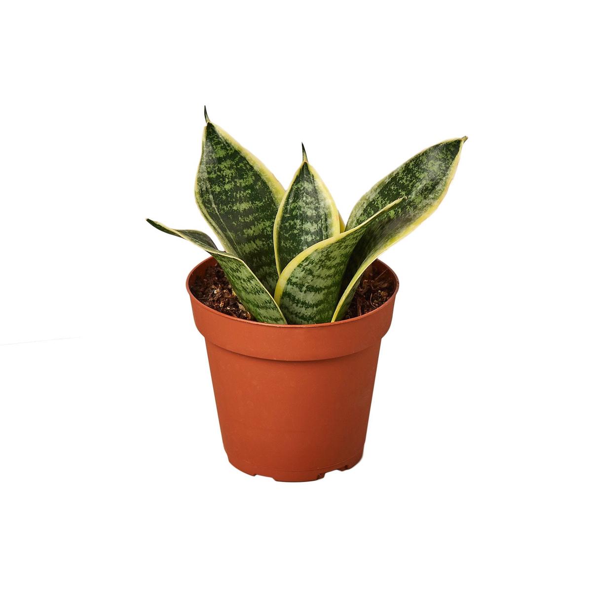 Snake Plant 'Laurentii Dwarf'
