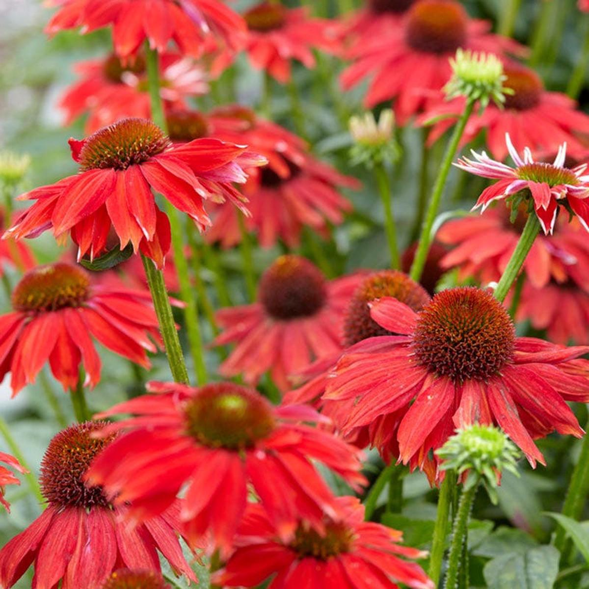 Sombrero Salsa Red Echinacea
