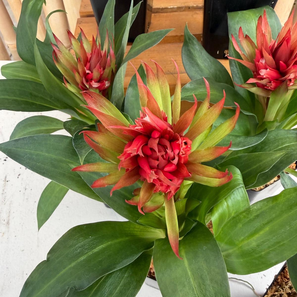 Stenorrhynchos speciosum x self - (4" Pot) -Buds