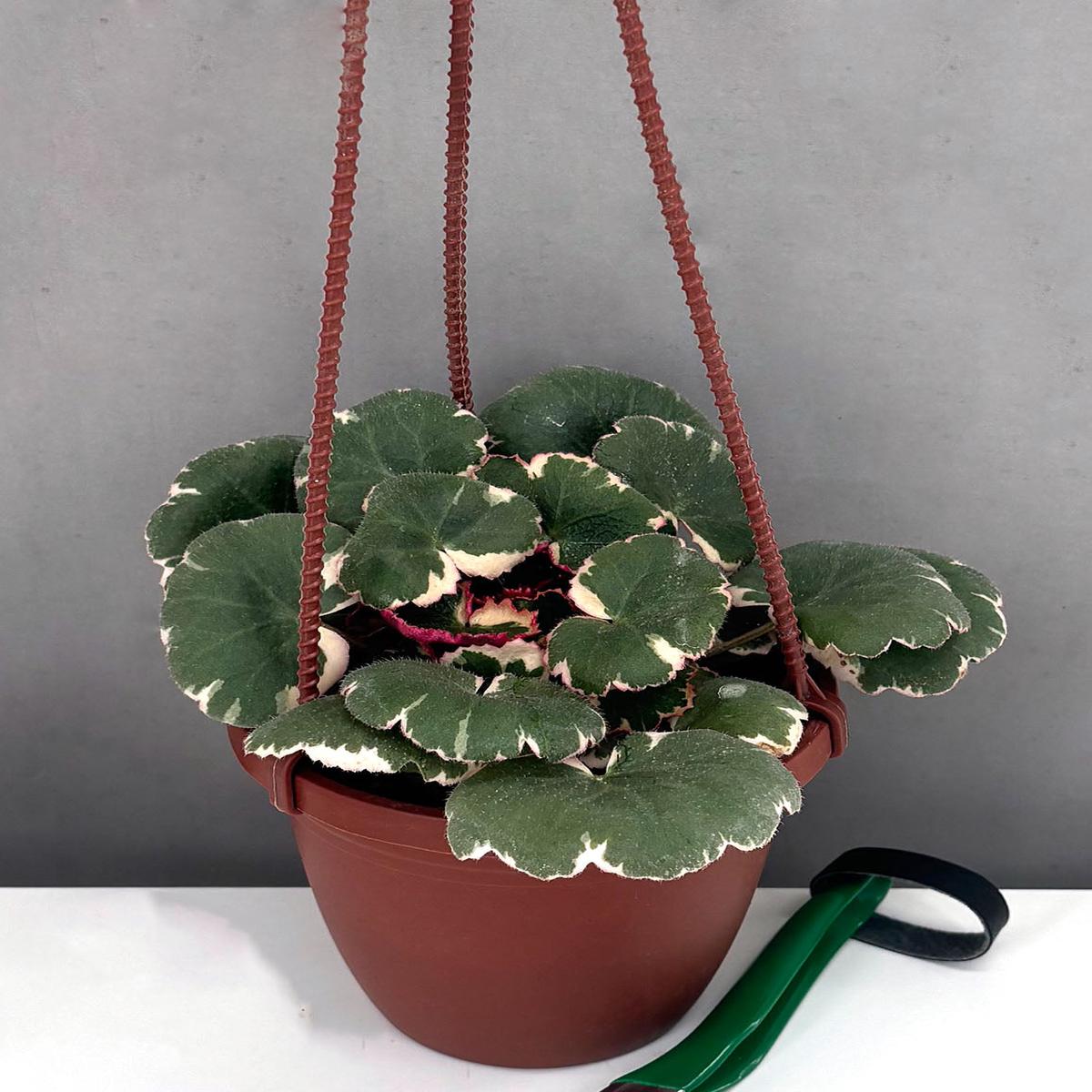 Strawberry Begonia