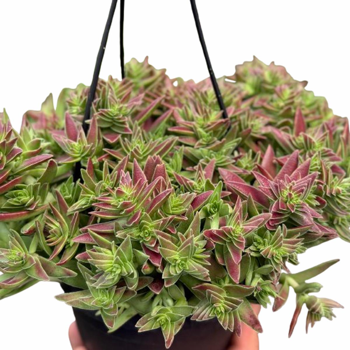 Succulent Crassula Capitella Red