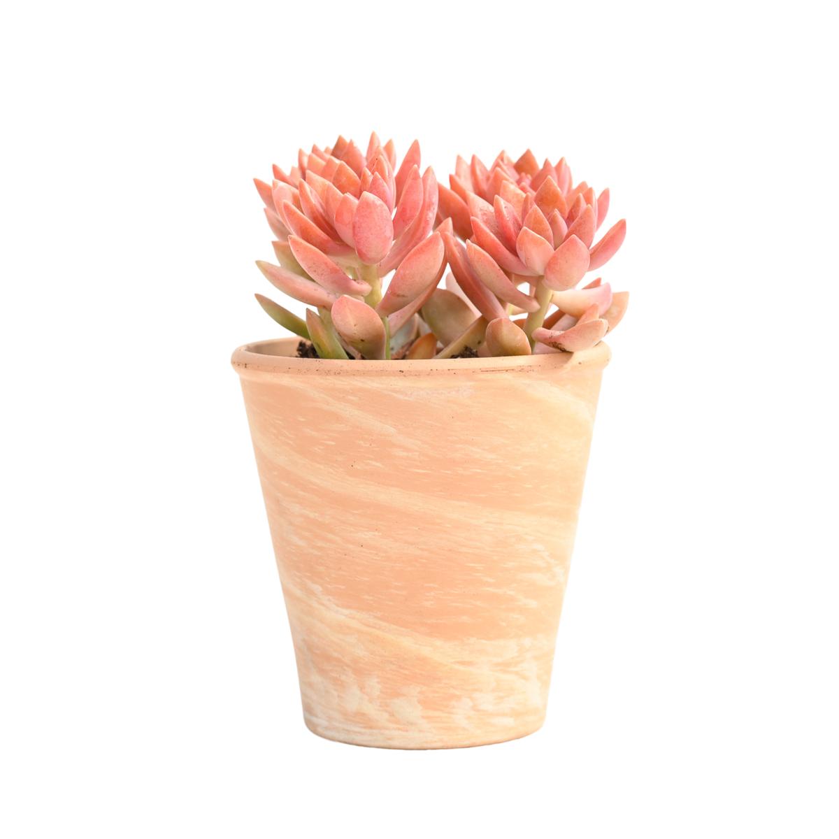 Terra Swirl 4-Inch