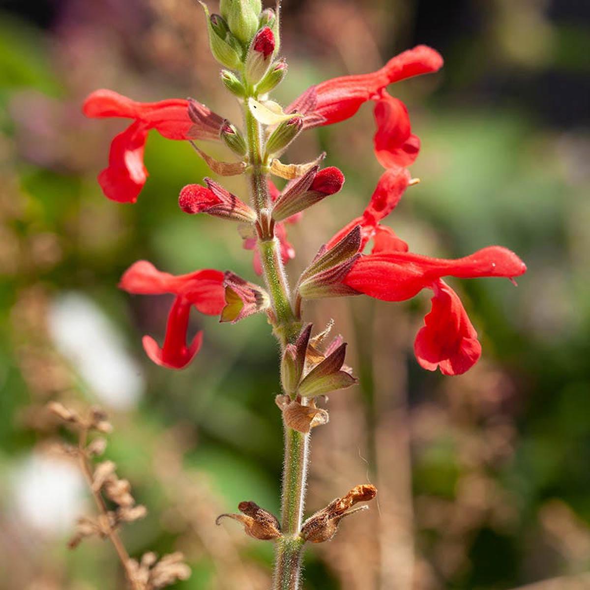 Vermilion Bluffs Mexican Salvia