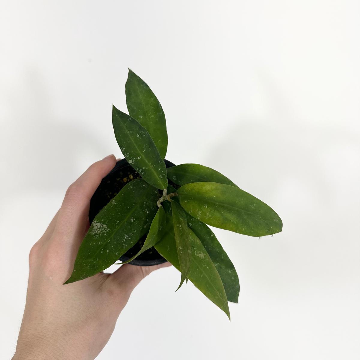 Z-4709 - Hoya ruthiae