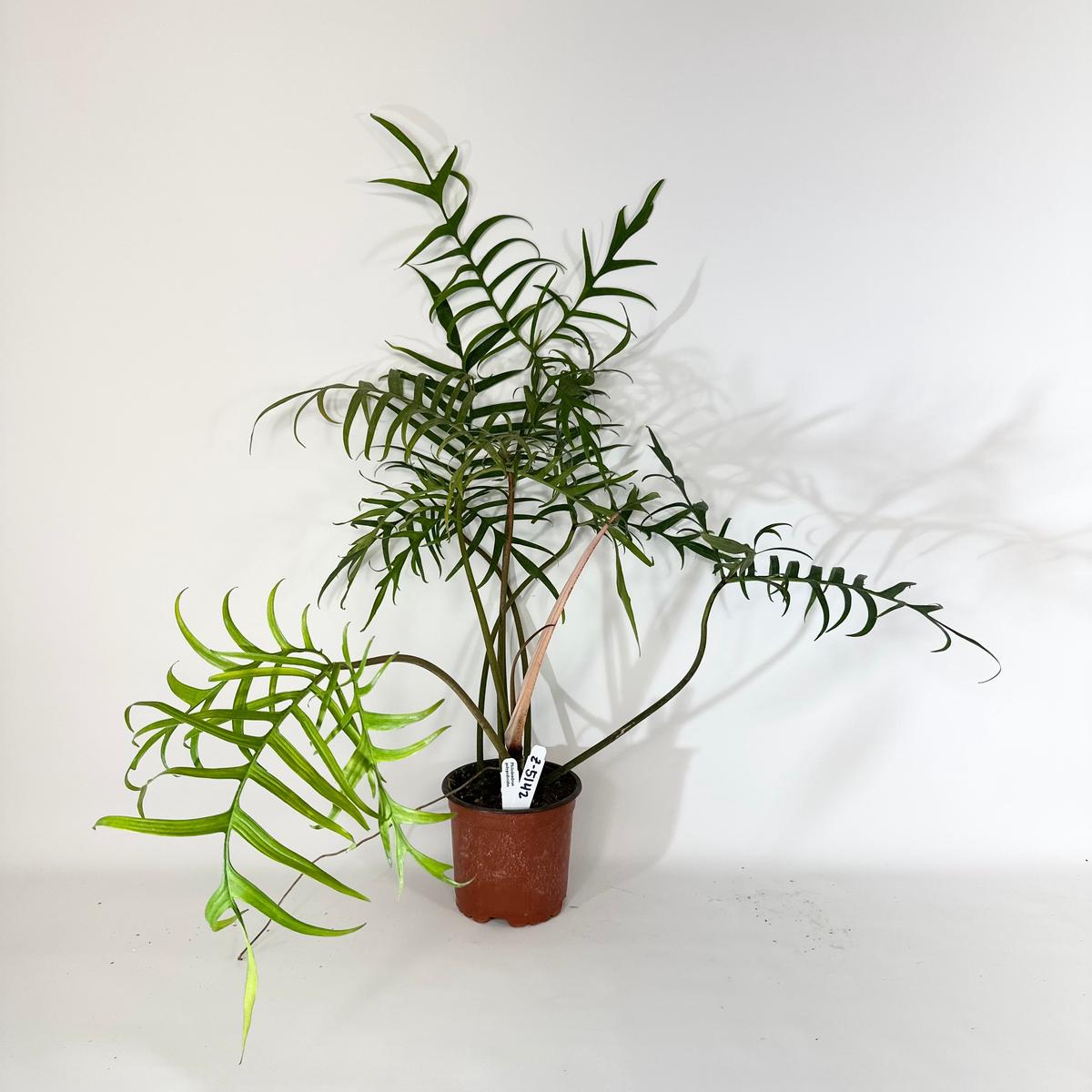 Z-5142 - Philodendron polypodioides (Non-TC)