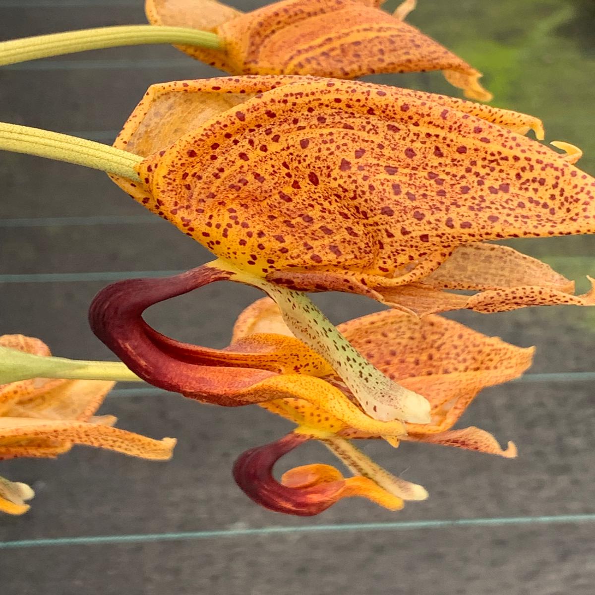 019- Coryhopea Imaginations AM- back bulb division with 3 new leads
