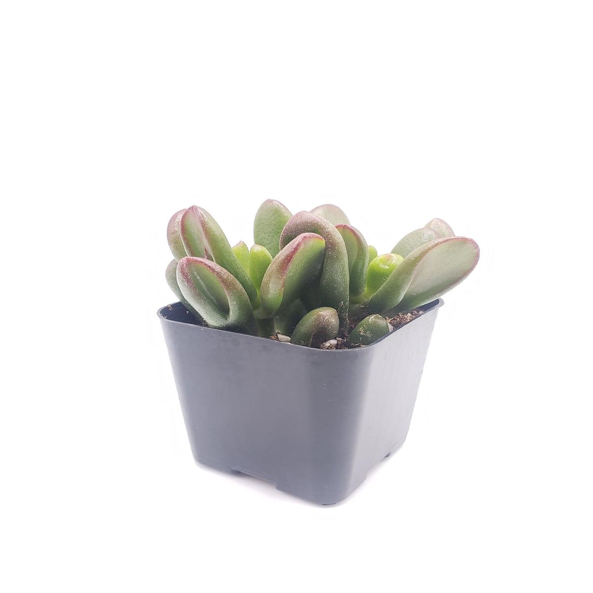 #42 Crassula Ogre Ears
