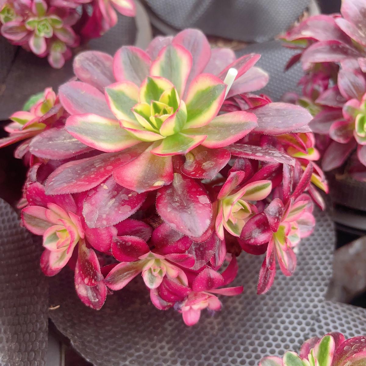 Aeonium Cherryclusterabout 6 heads15cm