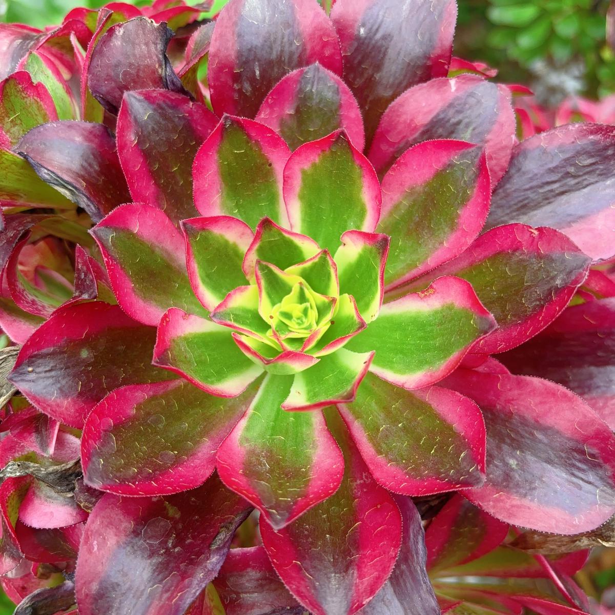 Aeonium CherryCuttingAbout 13-15cm