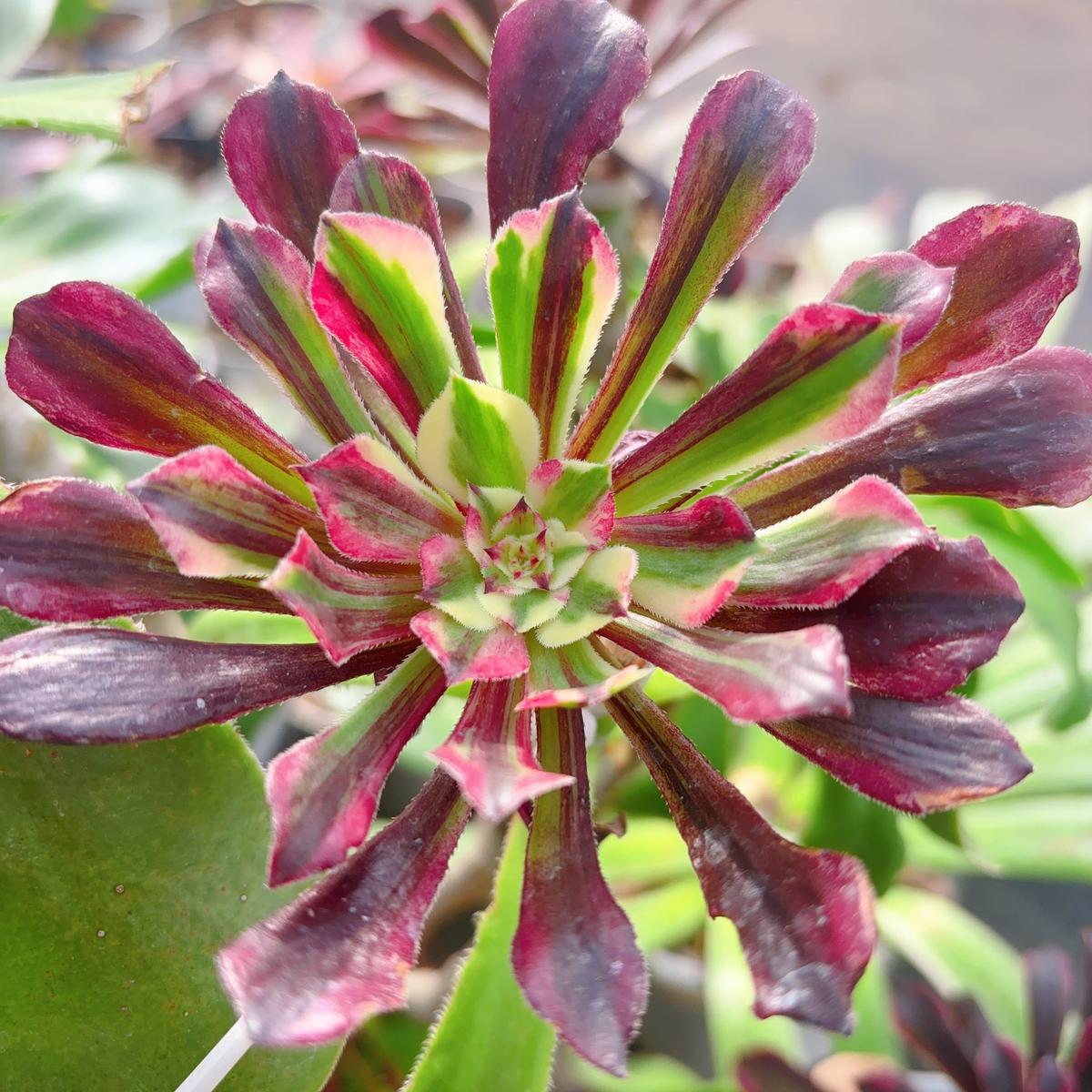 Aeonium Copper FlowerCutting 10cm