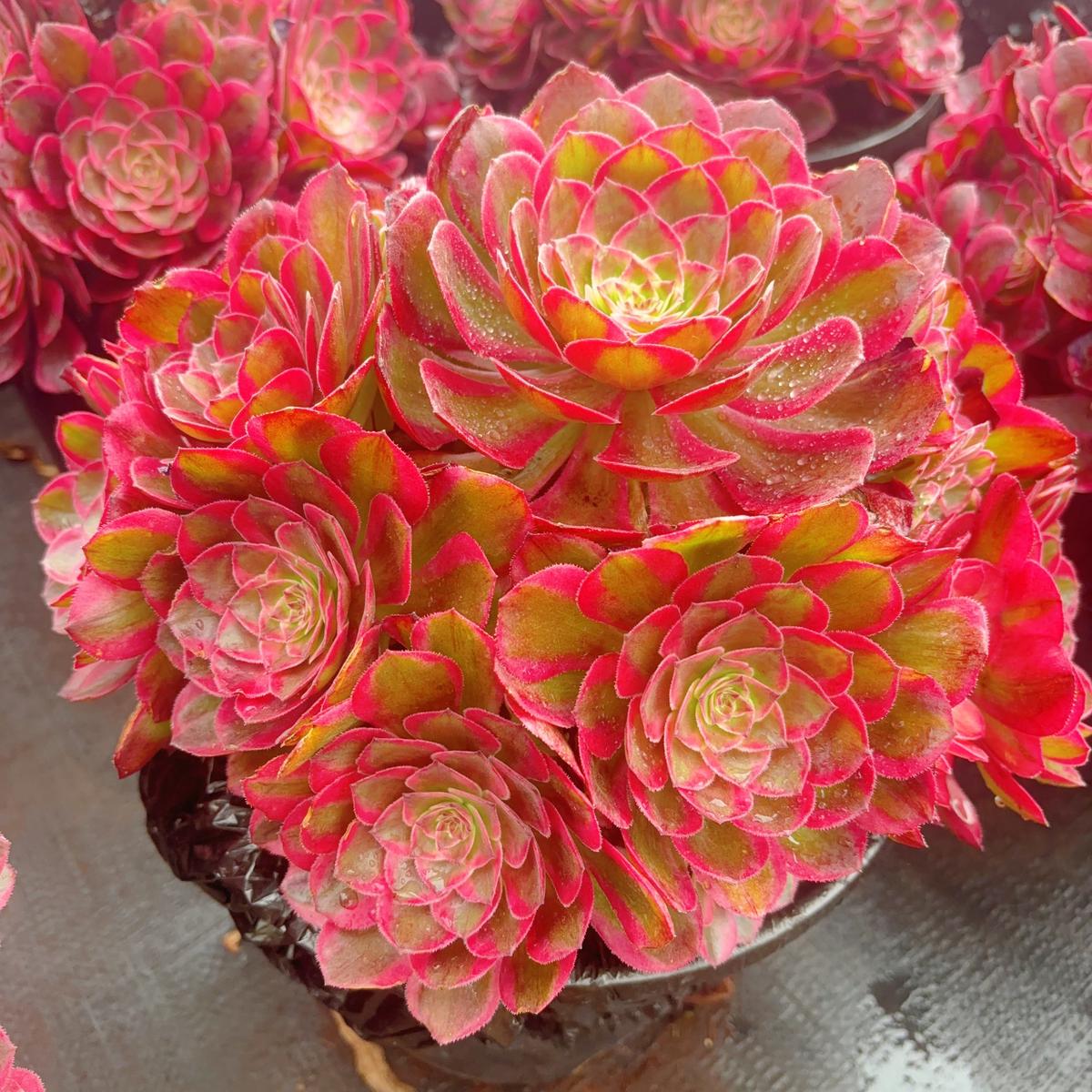 Aeonium Dragon ScaleclusterAt least 6 heads20-25cm
