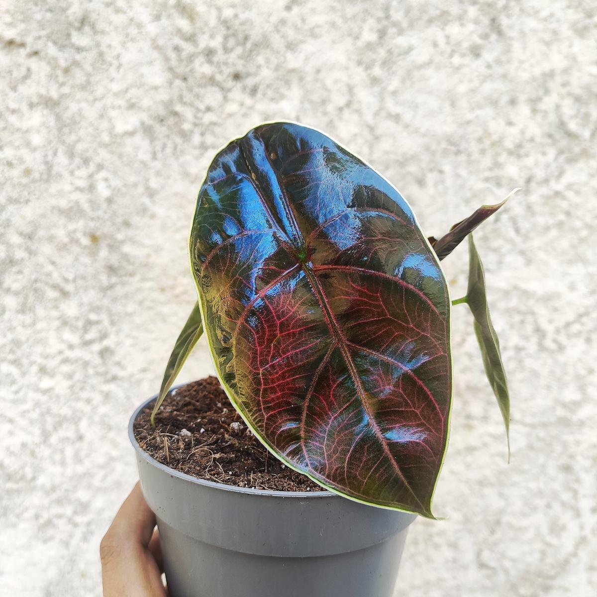 Alocasia azlanii  Joyau rare aux feuilles mtalliques pourpres