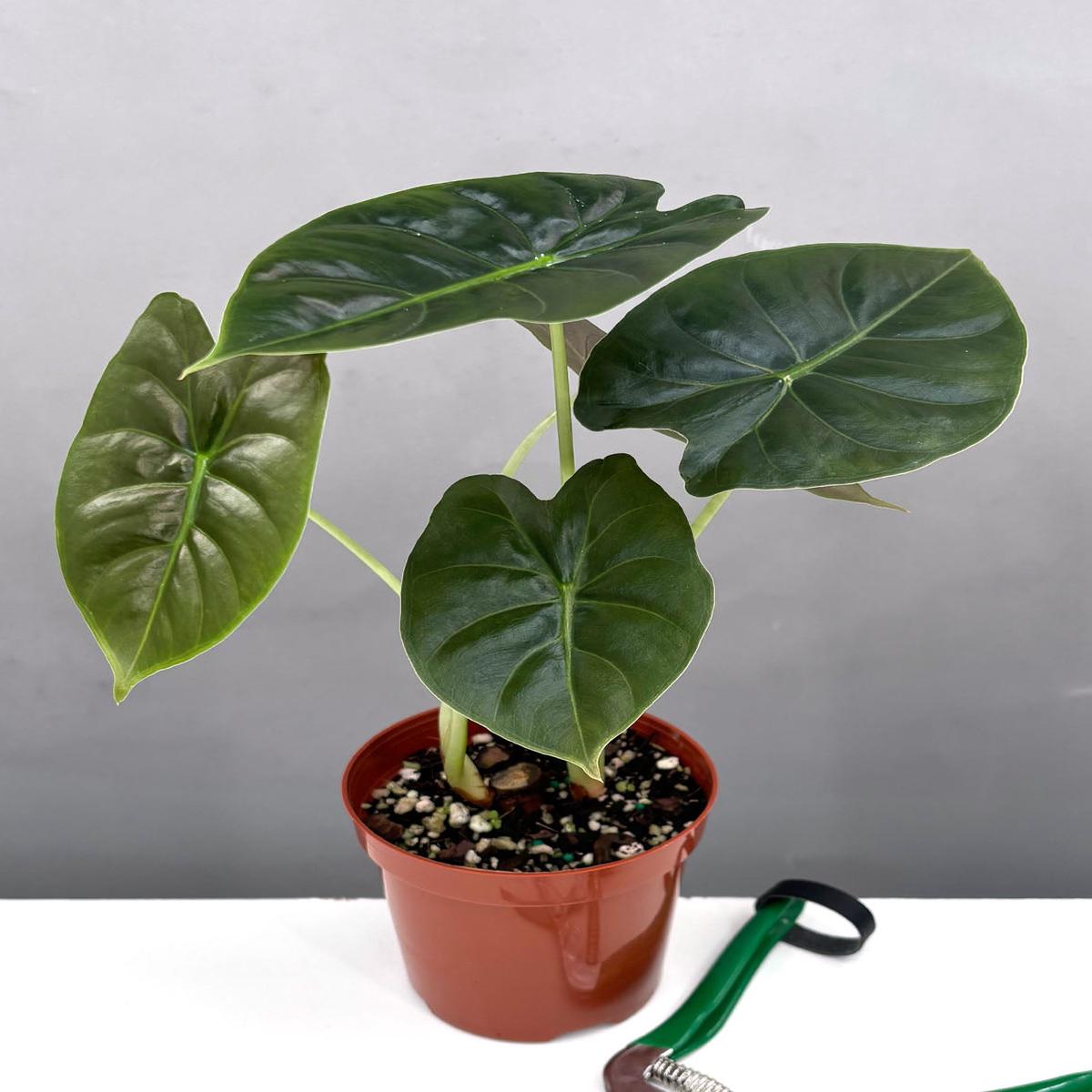 Alocasia Golden Bone