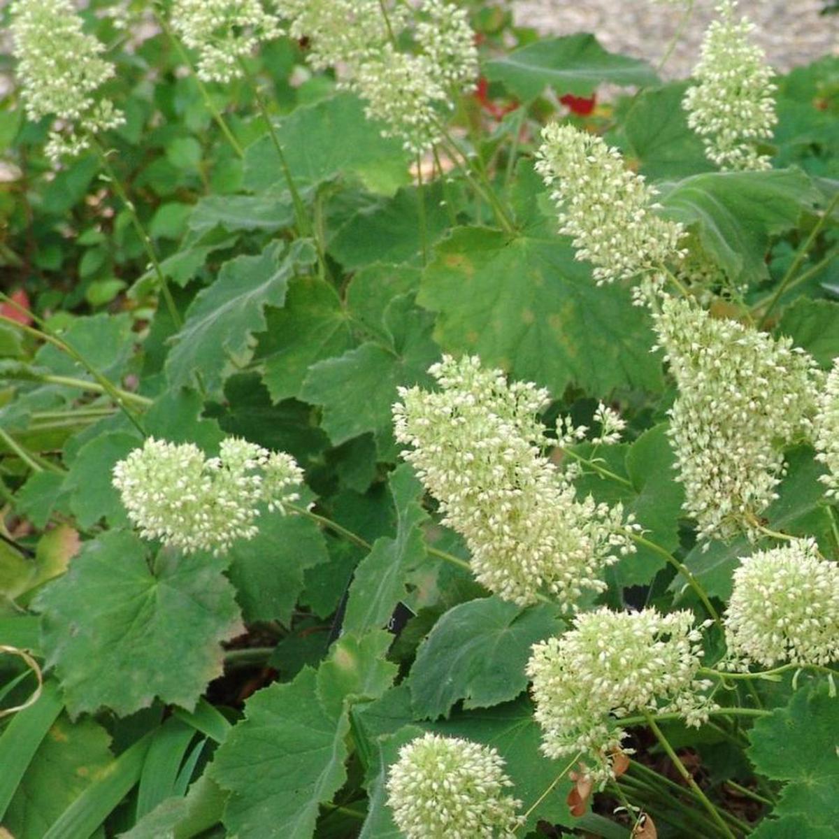 'Autumn Bride' Coral Bells (Heuchera)