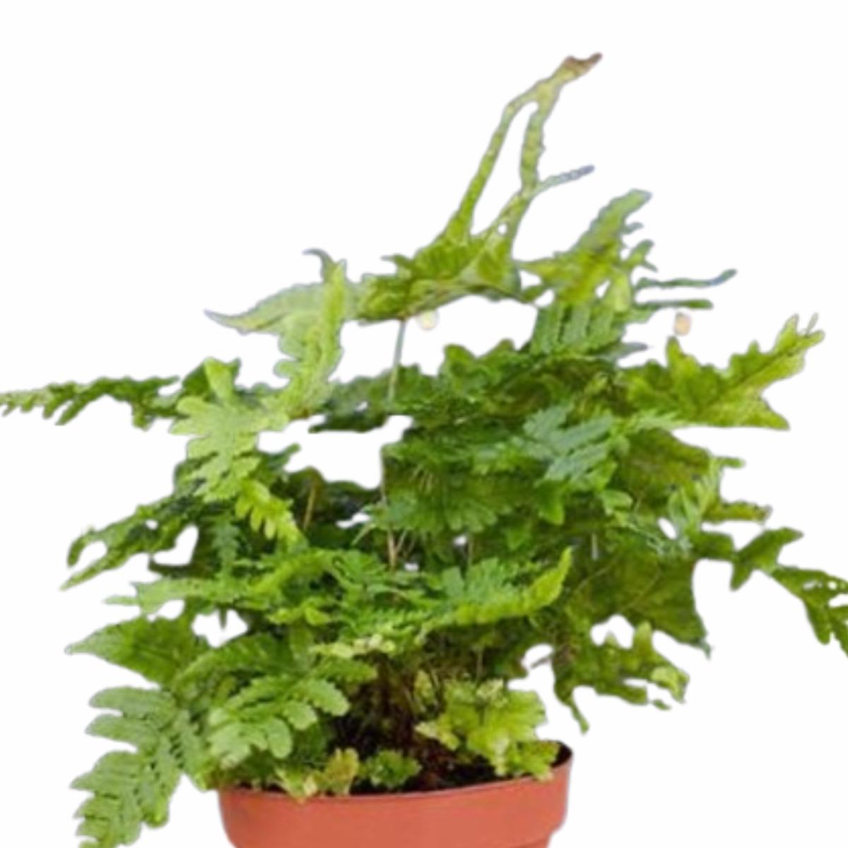 'Autumn' Fern - 4" Pot - NURSERY POT ONLY