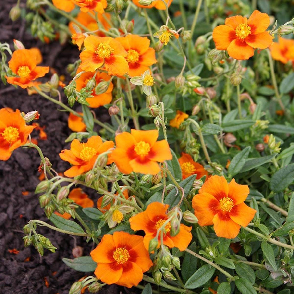 Ben Nevis Rock Rose (Helianthemum)
