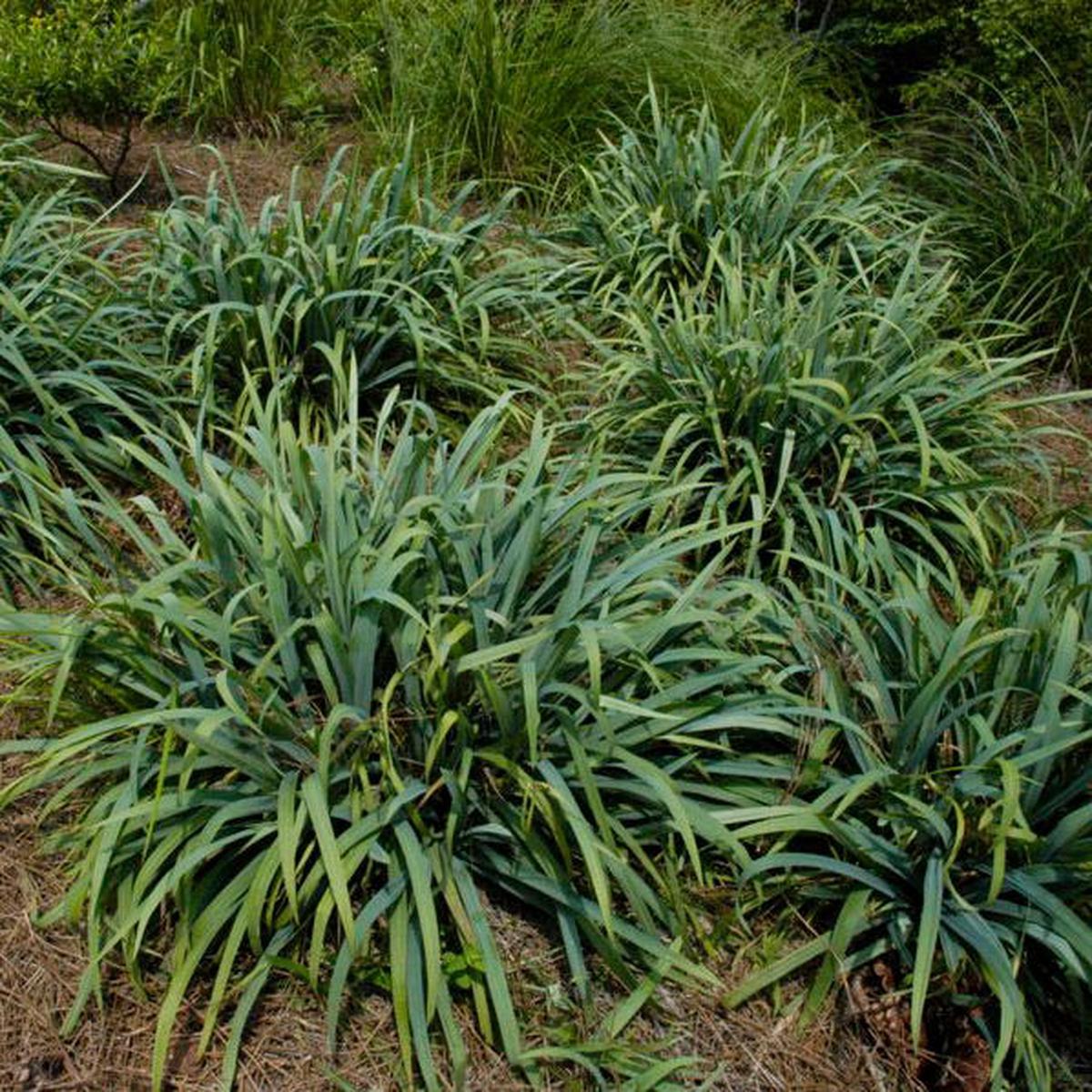 Bunny Blue Sedge
