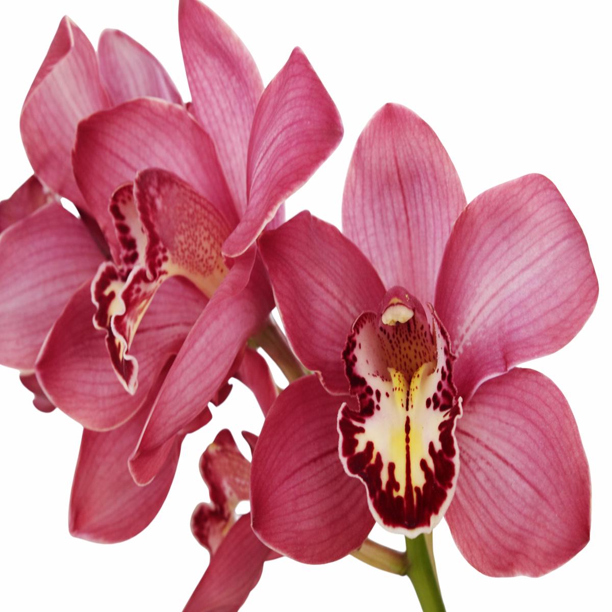 Cymbidium Rosita 1 h00314 (medium)