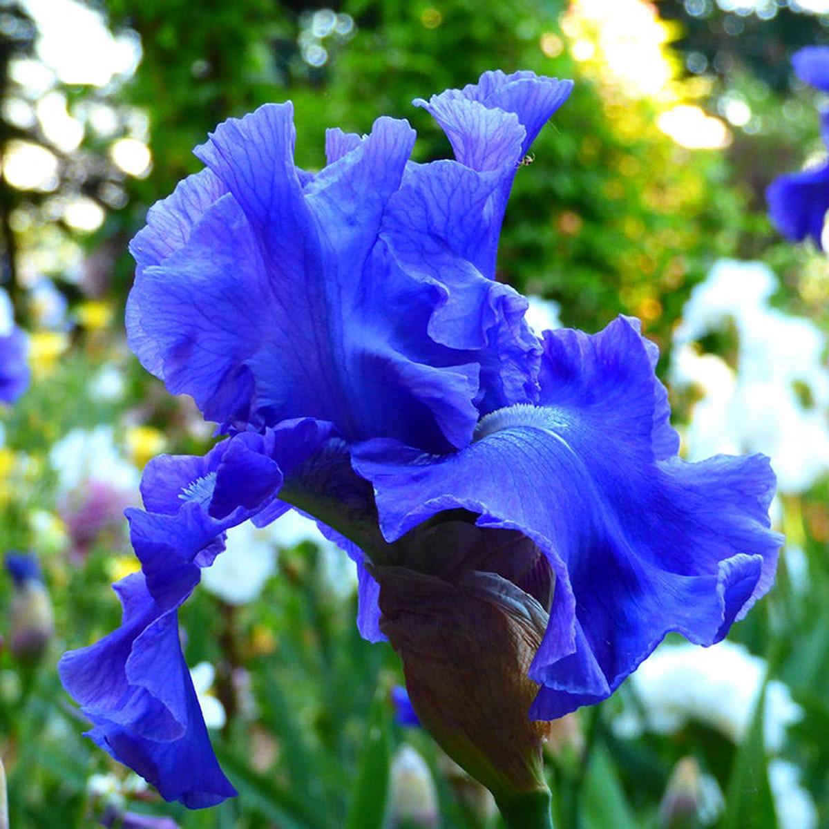 Deschutes Bearded Iris