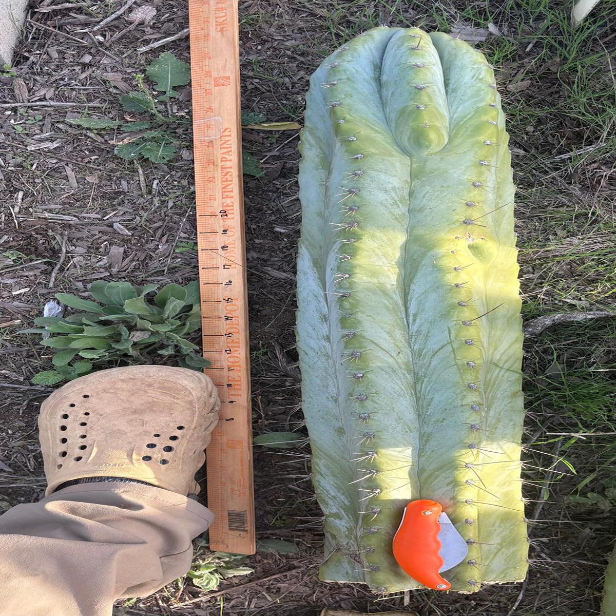#EC287 EXACT Giant Trichocereus Peruvianus TSSBP Peru Cactus 30+Cutting