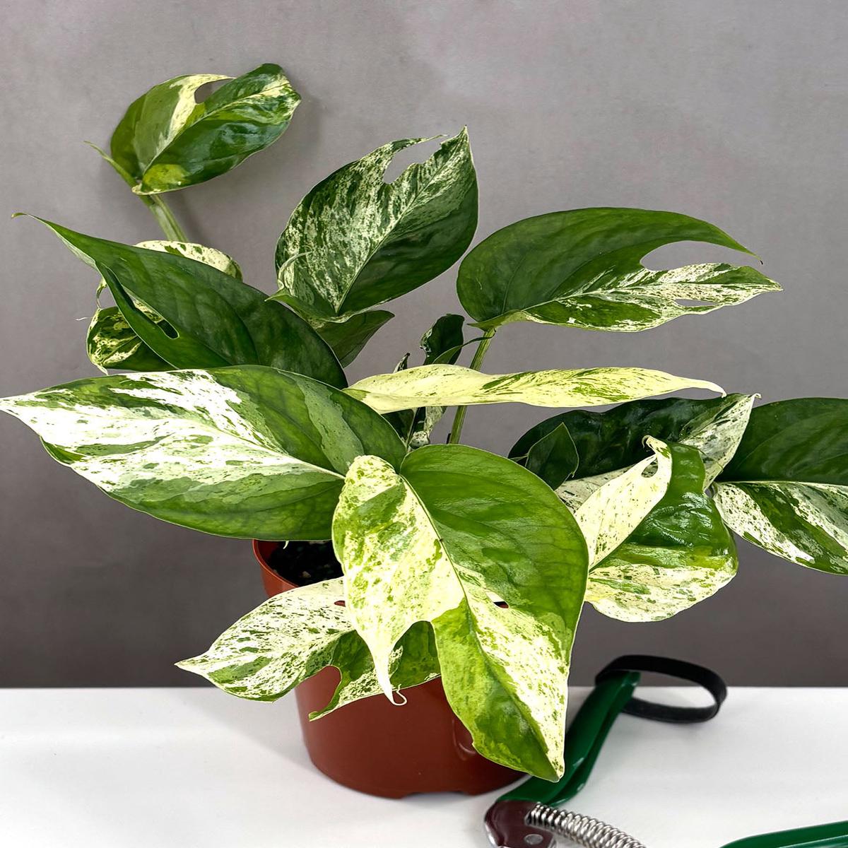 Epipremnum Pinnatum Marble