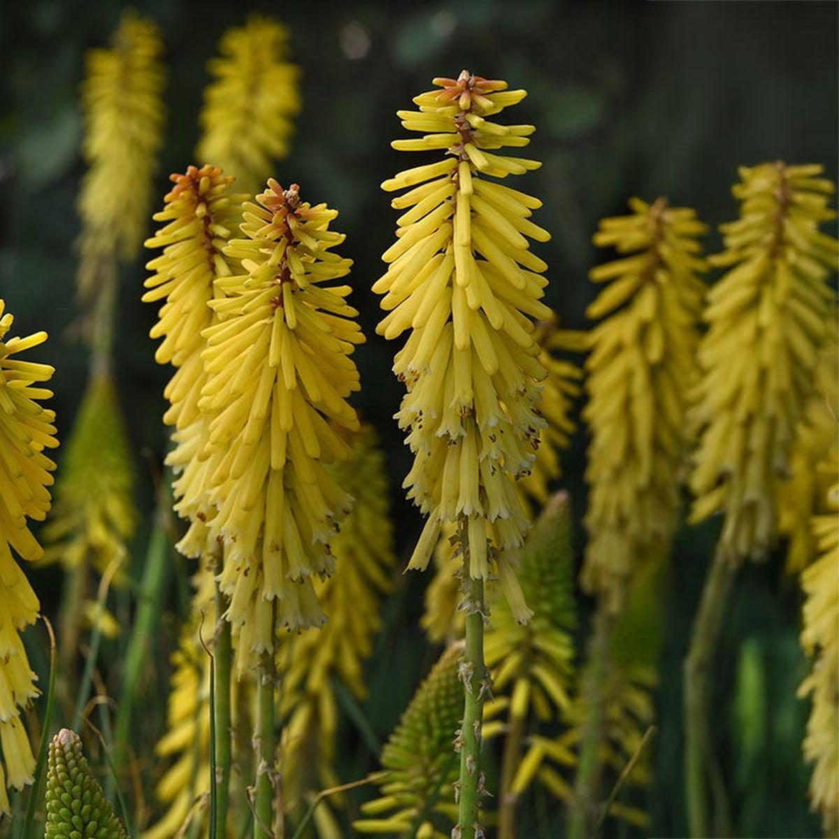 Glow Stick Red Hot Poker