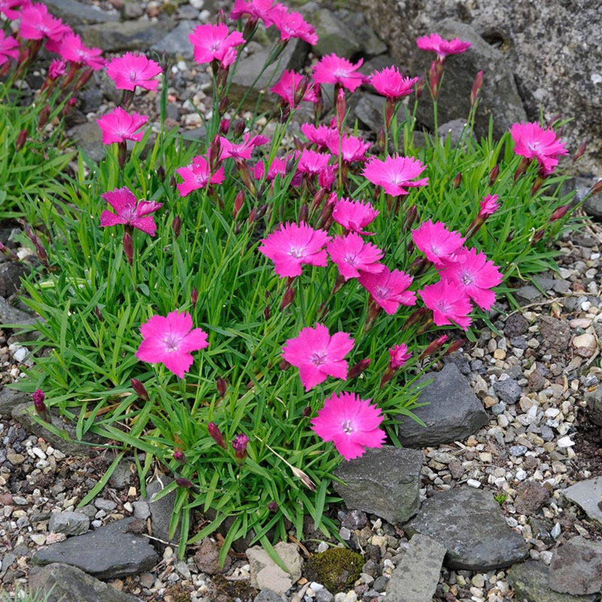 Kahori Dianthus
