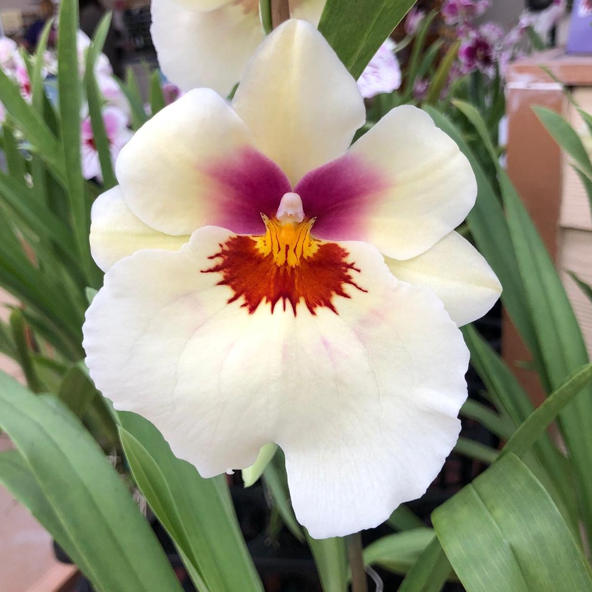Mltnps. Arthur Cobbledick 'Springtime' HCC/AOS (4" Pot)- Buds