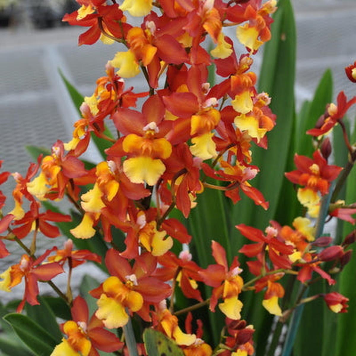 Onc. Volcano Midnight 'Volcano Queen'