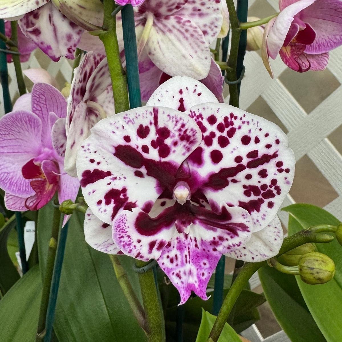 Phal. Speechless Elegance