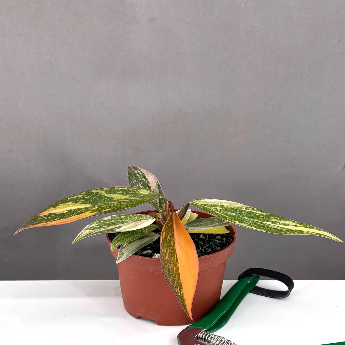 Philodendron Orange Princess