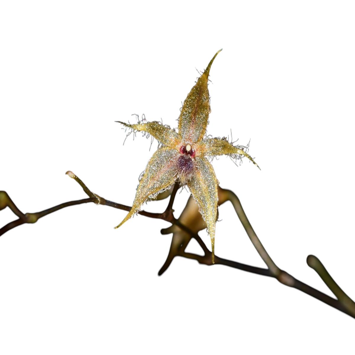 Platystele vetulus