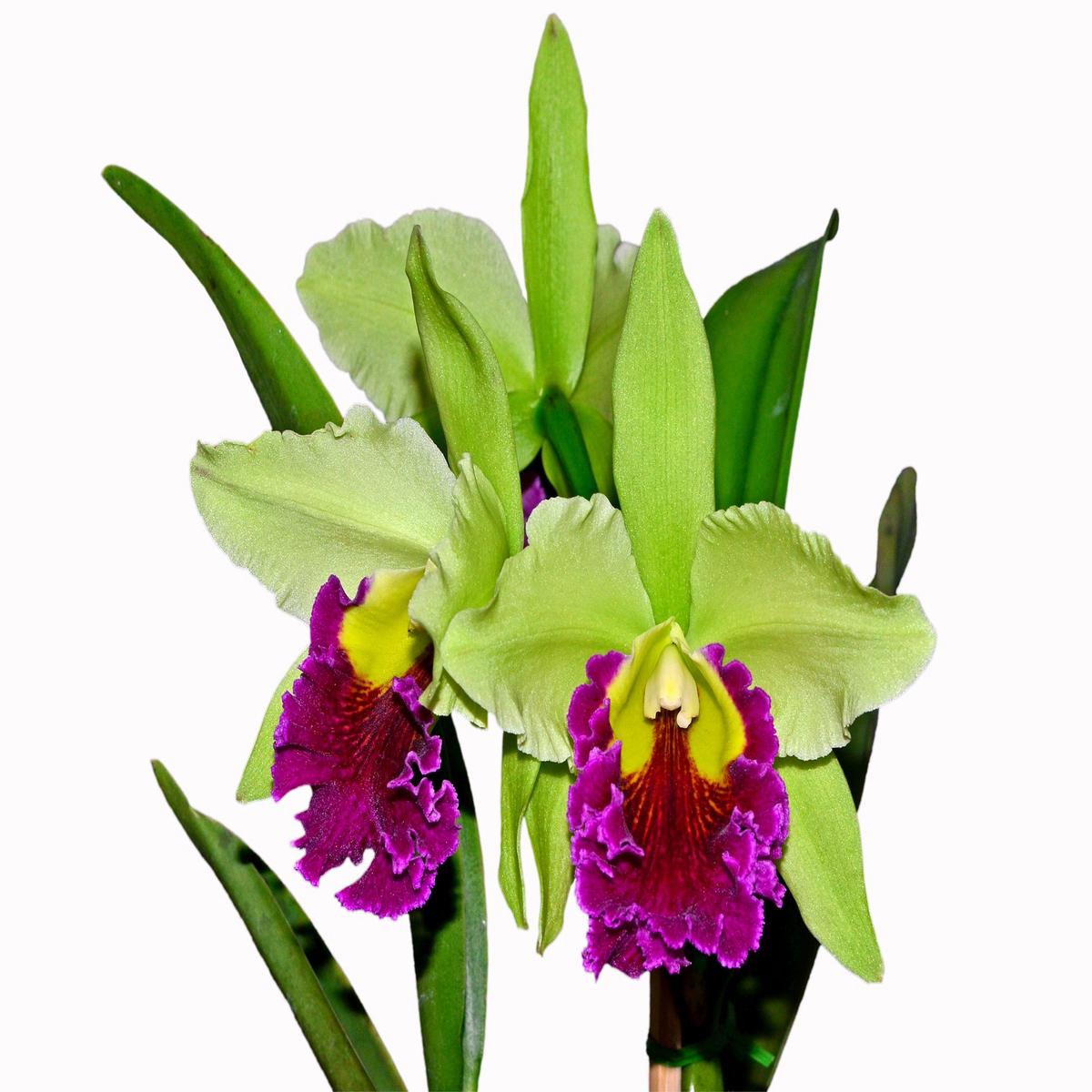 Rhyncholaeliocattleya Graf's Gala