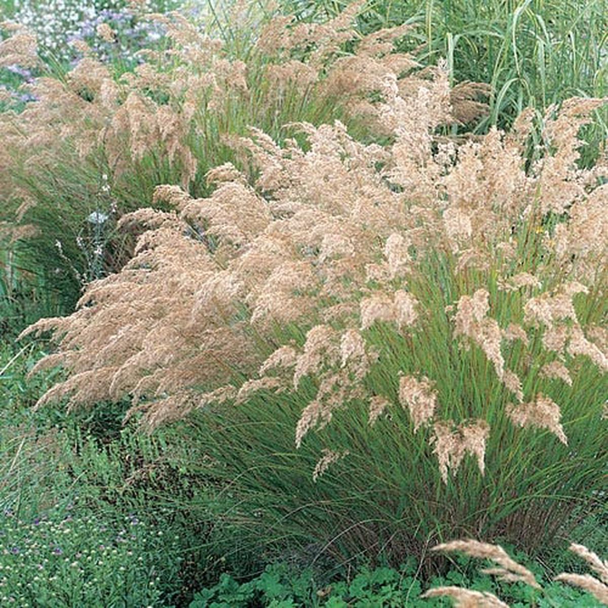 Silver Spike Grass
