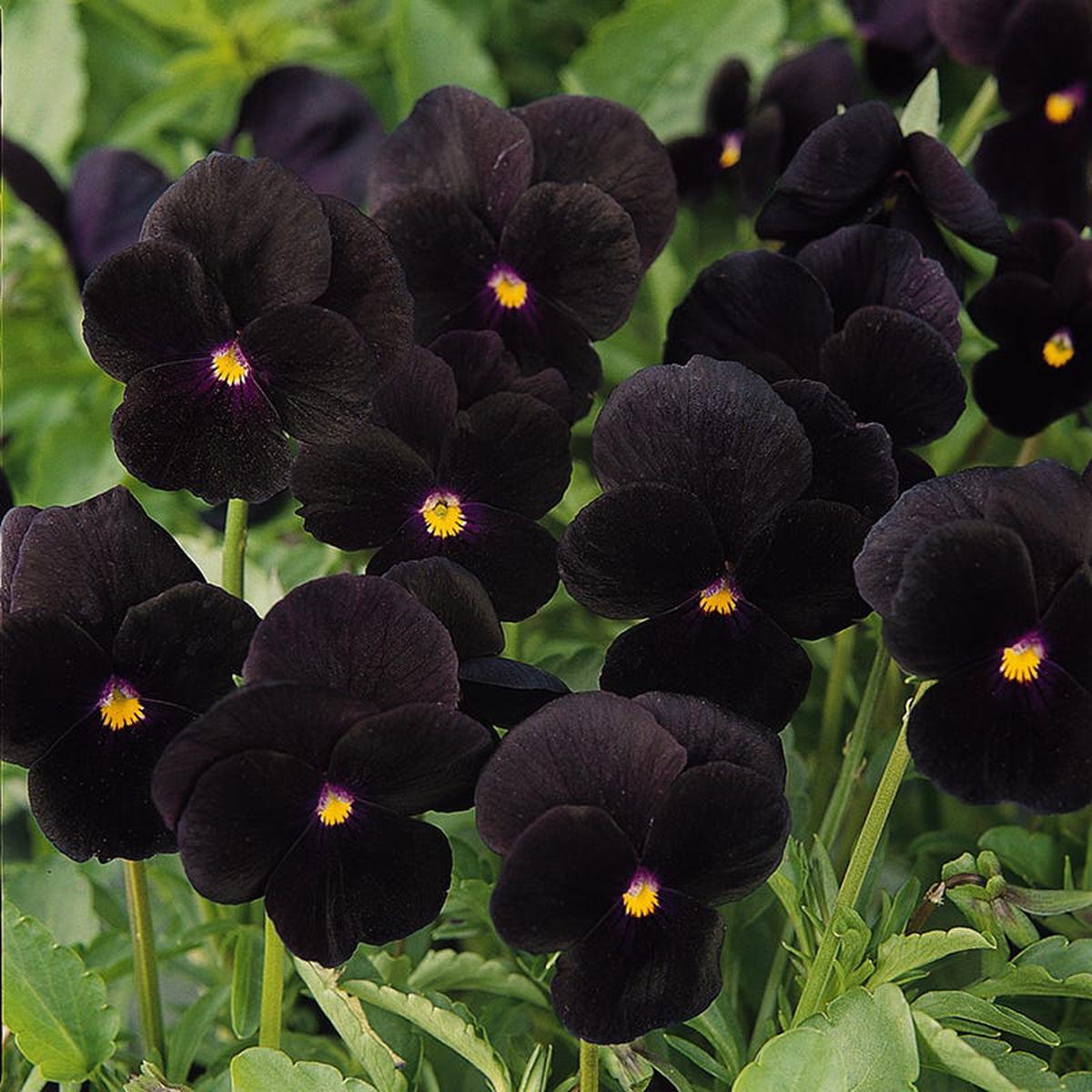 SorbetBlack Delight Viola