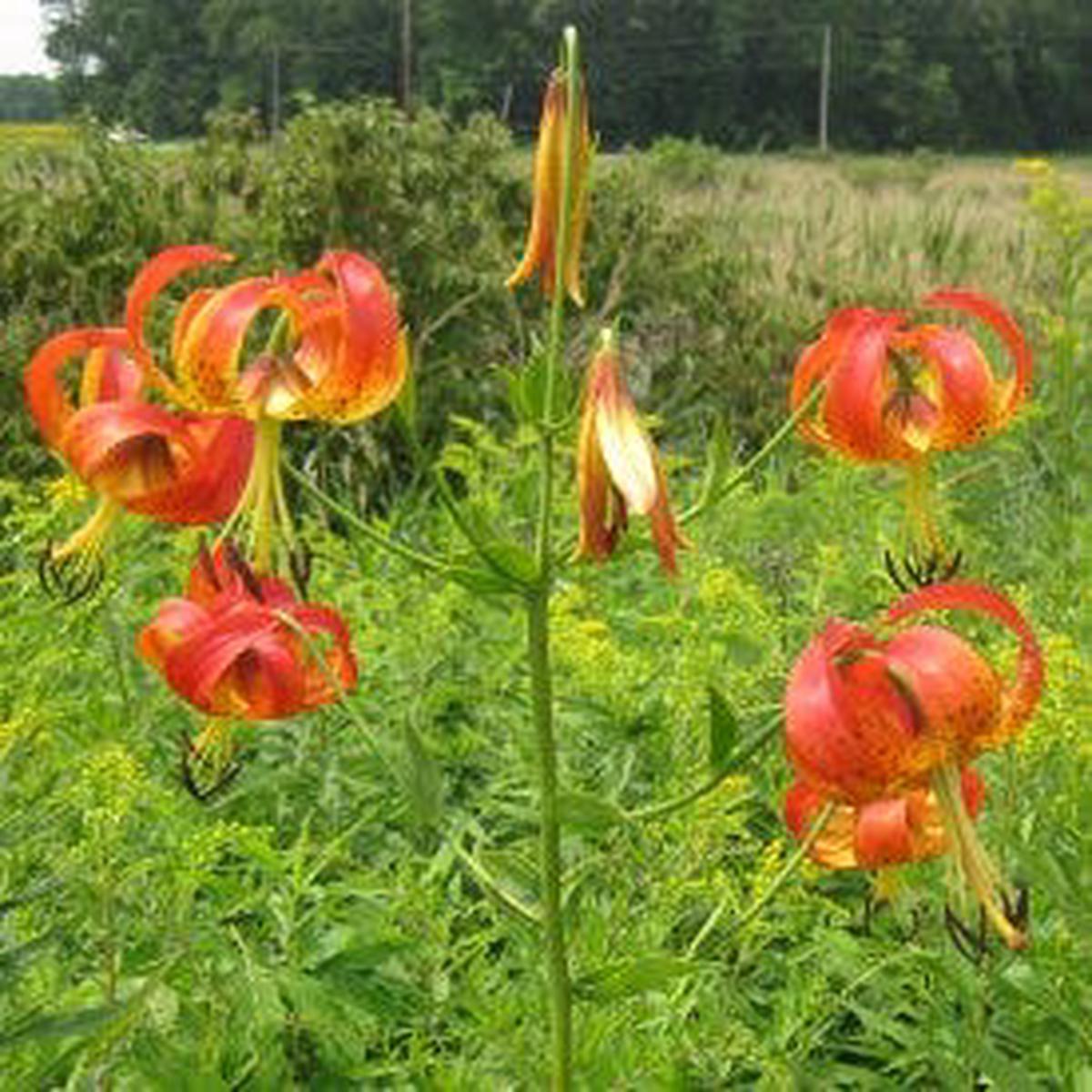Turk's Cap Lily Seeds