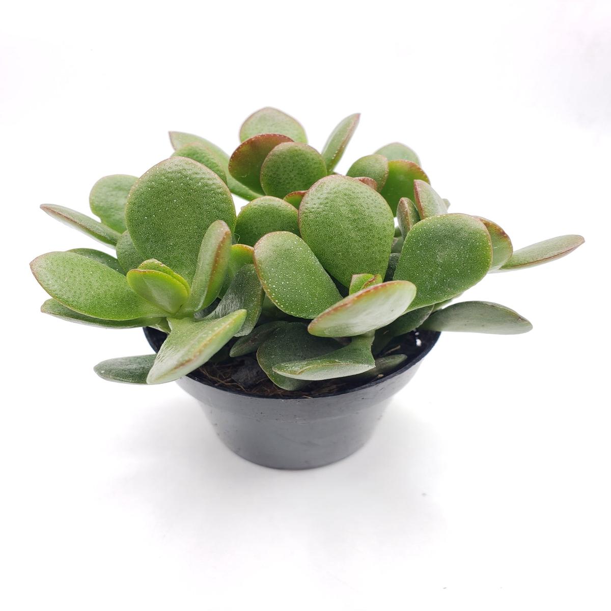 2.5" COMPACT JADE