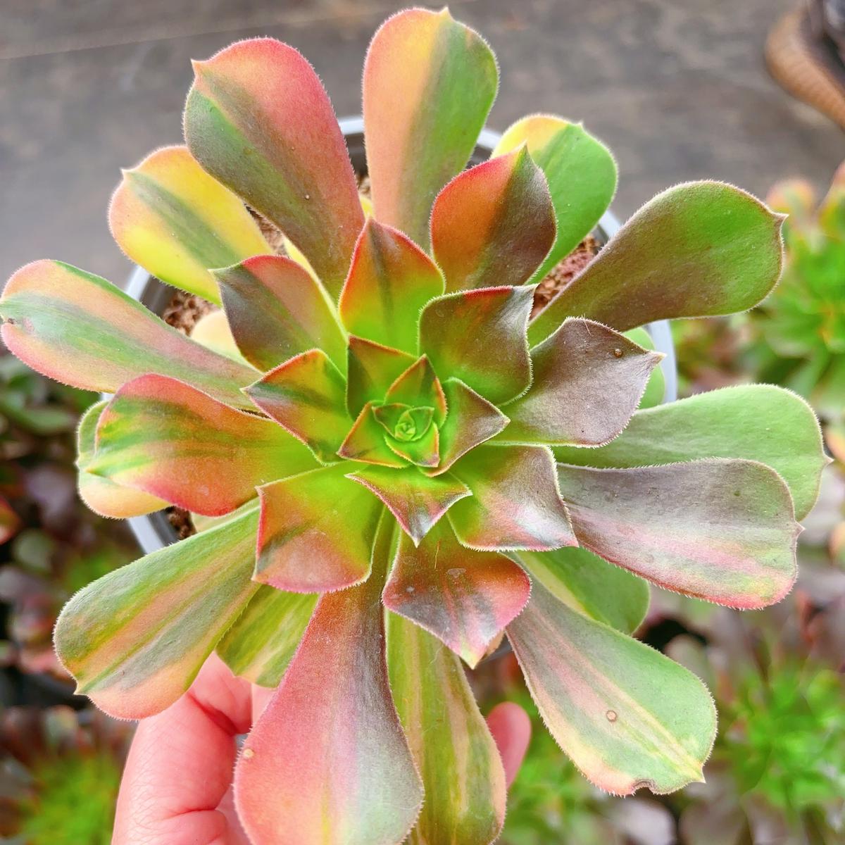 Aeonium Blushing Beauty Rainbow VarigatedSingle Head 13cm