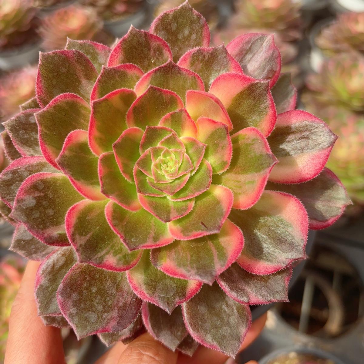 Aeonium KaleidoscopeCutting 8cm