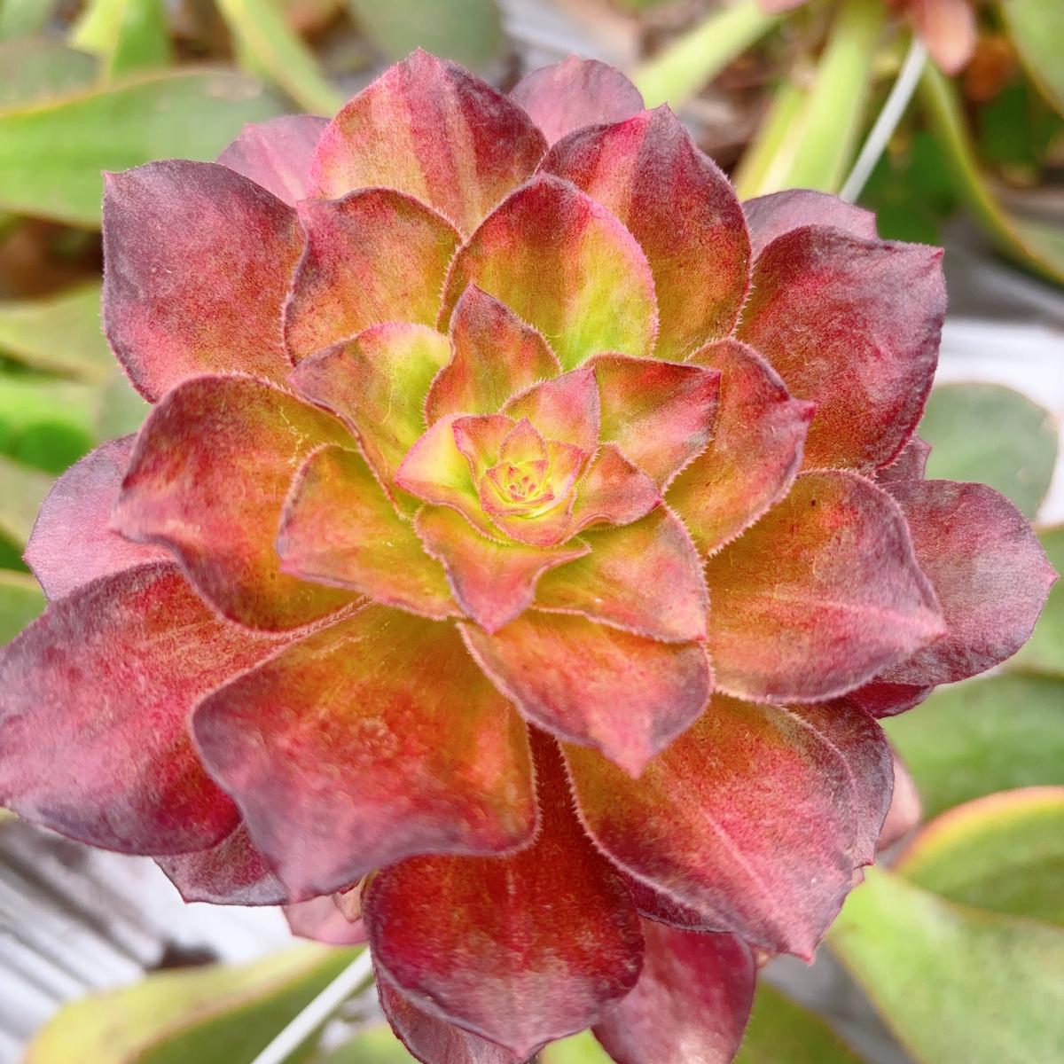 Aeonium Light and ShadowCuttingAbout 8cm